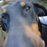 Avatar de bewareofdog